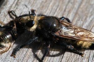 gul mörda flyga eller gul rånare flyga med en humla som byte. insekt är sög foto