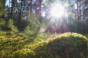 barr- skog i höst med mossa på de skog golv och värma höst ljus foto