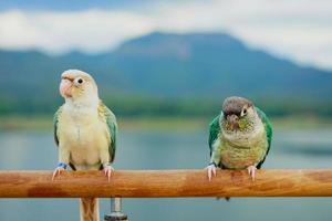 två grön kind conure par turkos gulsidig och ananas Färg på himmel och berg bakgrund, de små papegoja av de släkte pyrrhura, har en skarp näbb. foto