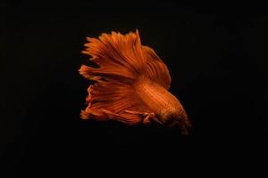 siamese stridande fisk röd lång svans foto