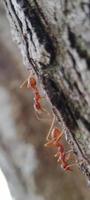 kerengga är en stor röd myra den där är känd till ha en hög förmåga till form webbing för deras bon är kallad vävare myra foto