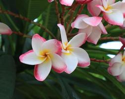 plumeria eller frangipani eller tempel träd blommor. stänga upp exotisk rosa plumeria blomma bukett på grön blad i trädgård med morgon- ljus. topp se rosa frangipani knippa. foto