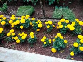 gul och orange ringblomma blommor i trädgård foto