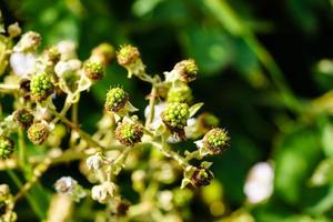 rubus björnbär vilda skogsfrukter foto