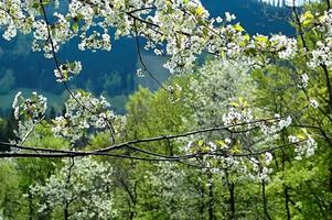 våren vita blommor foto