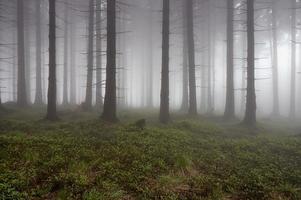 barr- skog i dimma foto