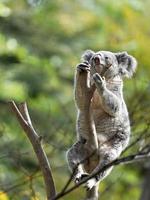 koala Björn Sammanträde på en träd foto