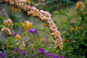 bougainvillea blomma i de vild foto