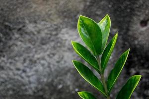 abstrakt grön löv natur textur bakgrund. kreativ layout för design foto