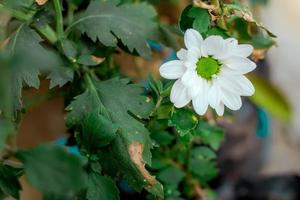 krysantemum, ibland kallad mammor eller krysanter, är blommande växter av de släkte krysantemum i de familj asteraceae. de är inföding till öst Asien och nordöstra Europa. foto