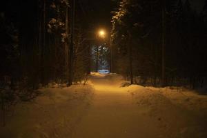 väg i parkera i vinter- på natt. detaljer av parkera i stad. vinter- skog i mörk. foto