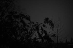 skog på natt. träd i mörk. silhuett av skog. foto