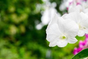 vit färsk orkidéer blommor i trädgård foto