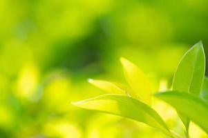 abstrakt fantastisk grön blad textur, tropisk blad lövverk natur grön bakgrund foto
