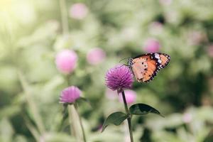 fjäril på en blomma, natur begrepp, fri Plats för text foto