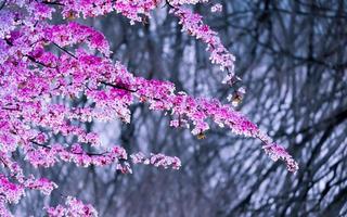 skön rosa körsbär blommar sakura blomning med fading in i pastell rosa sakura blomma, full blomma en vår säsong i japan foto