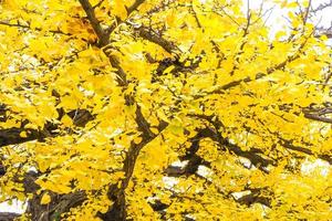 gingko biloba löv gul av gren träd i höst foto