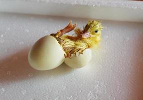 liten gul ankunge kläckt från ett ägg, brud ut av ägg foto