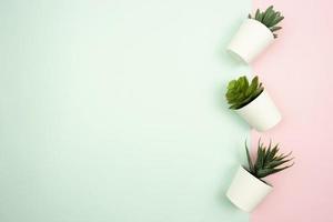 tre annorlunda typer av suckulenter i vit blomkrukor stå på en färgrik rosa och blå bakgrund foto