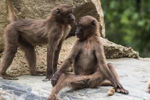 två Kära gelada apor koppla av på en sten foto