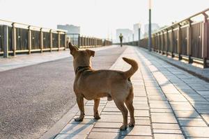 tillbaka se på små söt brun hund vem är stående på en gata och ser ett huvud. foto