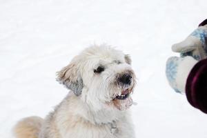 matning hund förbi ägare hand. söder ryska herde hund för en promenad i vintertid. foto