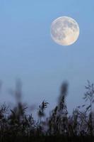fullmåne på kvällshimlen (fokus på gräs) foto