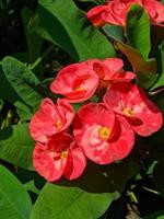 euphorbia eller krona av taggar är ett av de dekorativ växter den där är ofta hittades som dekorationer i de Hem sida. detta växt har blommor med skön färger, men de stjälkar är fylld med taggar. foto