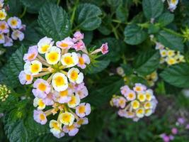 lantana camara allmänning lantana är en arter av blommande växt i de verbena familj verbenaceae, inföding till tropisk amerika. foto