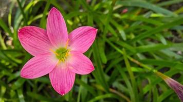 de rosa regn lilja är en arter av växt av de släkte zephyranthes eller regn lilja inföding till peru och colombia. foto