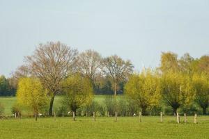 träd i Westfalen foto