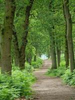 vandring i en tysk skog foto