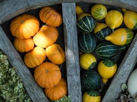 pumpor i en tysk trädgård foto