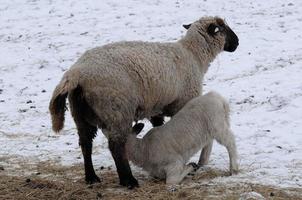 fåren på en vinter- fält foto