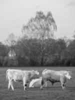 i de tysk muensterland foto