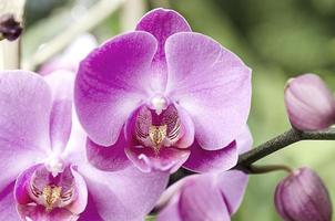 orkide foto