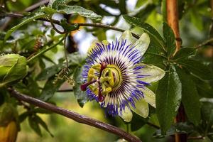 en stänga upp av de passionen blomma efter regn, en särskild blomma den där blooms för en få dagar. passiflora foto