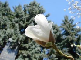 vit magnolia blomma mot de himmel närbild foto