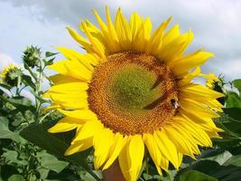 solrosor växa i de fält i de sommar av de bakgrund av de blå himmel. närbild foto