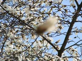 vit magnolia blomma blomma på bakgrund av suddigt vit magnolia foto