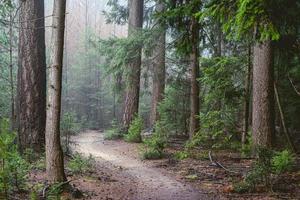 dimmig dag i de skog i de Nederländerna, speulderbos veluwe. foto