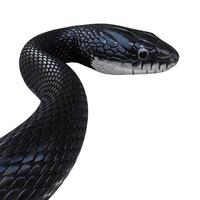 svart råtta orm 3d illustration. foto
