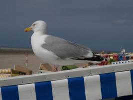 langeoog ön i Nordsjön foto