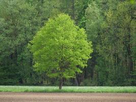 vandring i en skog nära ahaus Tyskland foto