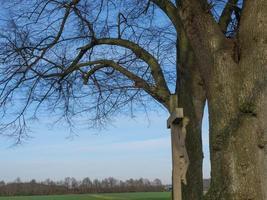 i de tysk muensterland foto