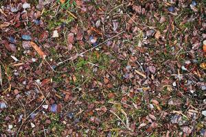 detaljerad stänga upp se på en skog jord textur med mossa och grenar foto