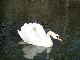 vit svan i de dimmig sjö på de gryning. morgon- lampor. romantisk bakgrund. skön svan. cygnus. foto