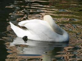 skön svan på en kristall klar blå flod reflexion foto