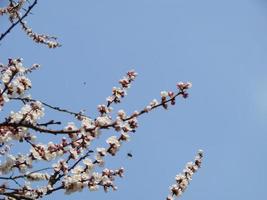 vår blomma bakgrund. skön natur scen med blomning träd och Sol blossa. solig dag. vår blommor. foto