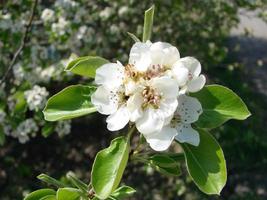 pollinering av blommor förbi bin päron. vit päron blommor är en källa av nektar för bin foto